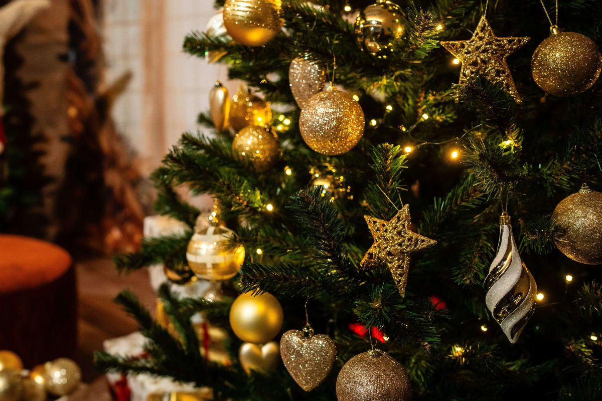 Brad de Craciun @ Targul de Craciun Zooma